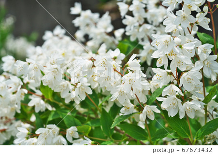 白いヒメウツギの花 67673432