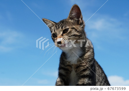 青空とキジトラの野良猫子猫 67673599