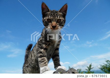 青空とキジトラの野良猫子猫 67673601