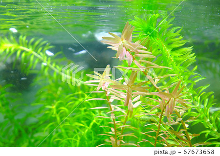 水の中で癒される水草水槽の世界の写真素材