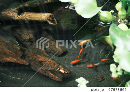 流木とホテイアオイの中で泳ぐメダカ 金魚の写真素材