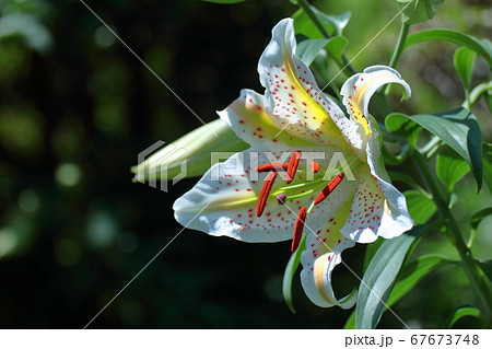 華麗なユリの王者 華麗なユリの王者 67673748