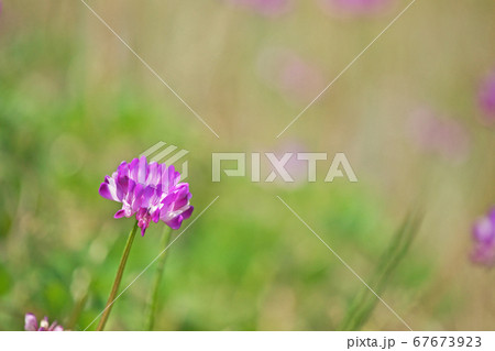 小さな赤と白のレンゲソウの花の写真素材