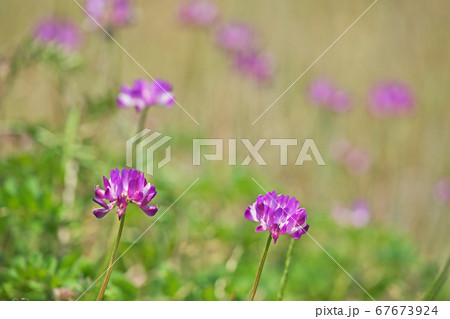 小さな赤と白のレンゲソウの花の写真素材