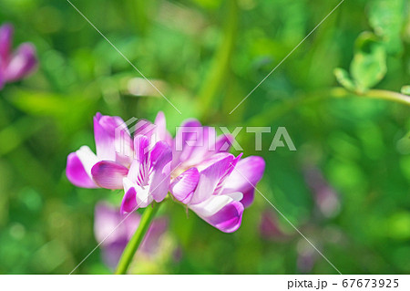 小さな赤と白のレンゲソウの花の写真素材