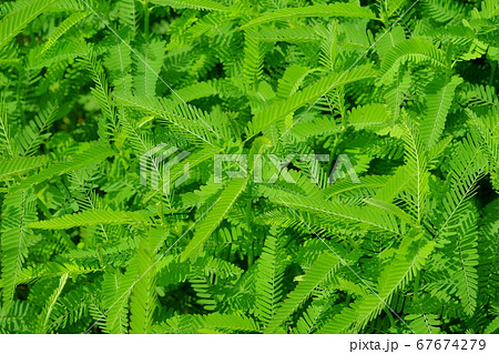 生命力・カワラケツメイの群生-4 67674279