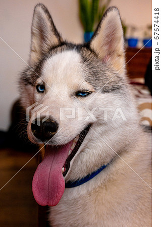 Beautiful portrait of a still young husky. 67674418