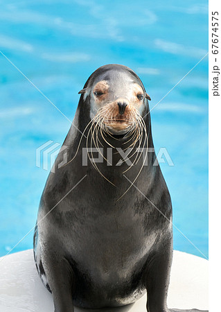 鴨川シーワールドのアシカ 67674575