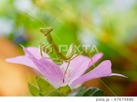 ライドオンカマキリ 67674886