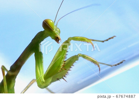 青空背景のカマキリアップ 67674887