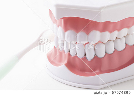 歯ブラシを当てた歯の模型 歯ブラシを当てた歯の模型 67674899