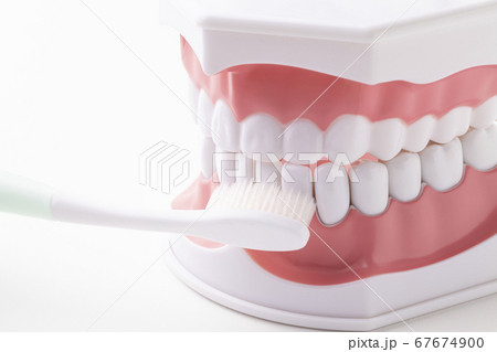 歯ブラシを当てた歯の模型 歯ブラシを当てた歯の模型 67674900