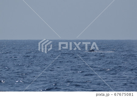 ザトウクジラの背びれ(慶良間諸島 近海/沖縄県) ザトウクジラの背びれ(慶良間諸島 近海/沖縄県) 67675081