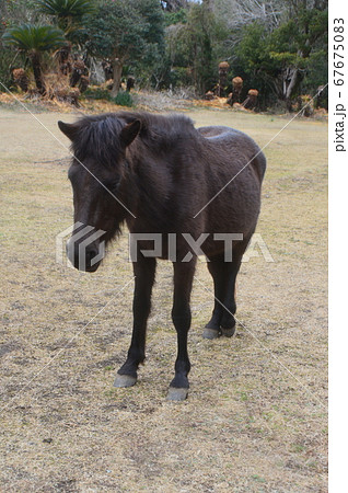 ミサキウマ(岬馬) 1頭（都井岬／宮崎県串間市大納） 67675083