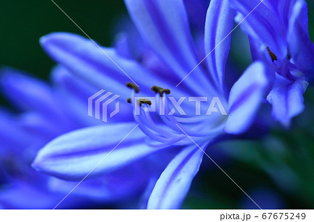 放射状に咲く 67675249