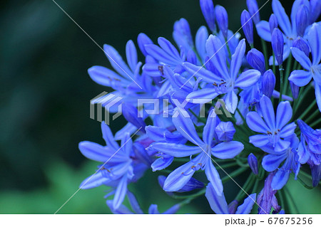 放射状に咲く 放射状に咲く 67675256