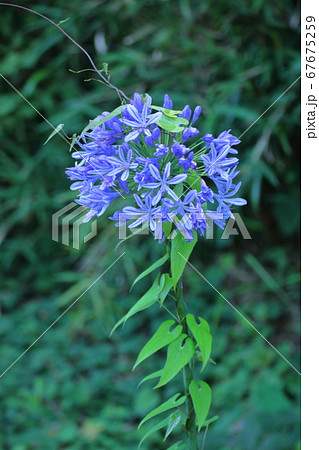 放射状に咲く 67675259