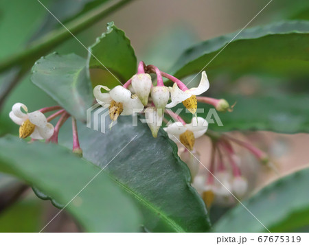 下向きに咲くマンリョウの花 下向きに咲くマンリョウの花 67675319