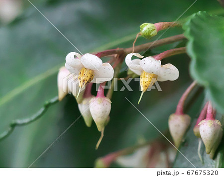 下向きに咲くマンリョウの花 下向きに咲くマンリョウの花 67675320