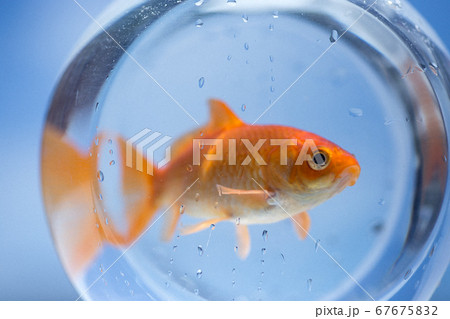 金魚鉢で飼育されている和金魚5の写真素材