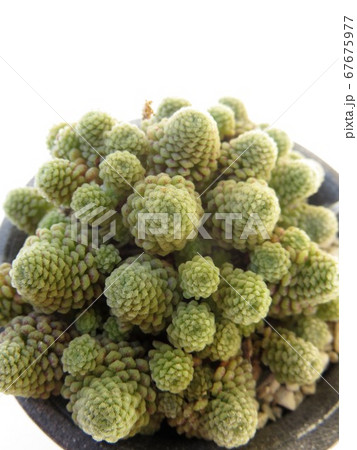 モナンテス　ポリフィラ 67675977