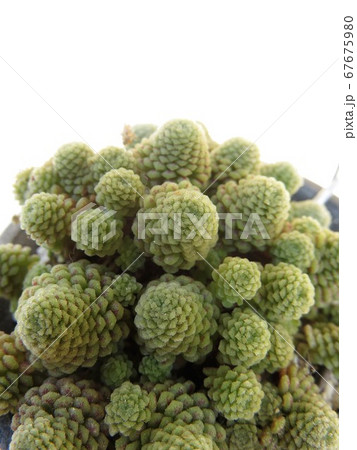 モナンテス　ポリフィラ 67675980