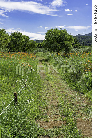 花 ニッコウキスゲ 道 67676265