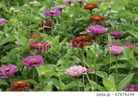 花 サルスベリ 葉 67676294