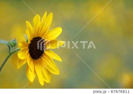 太陽の花 67676811