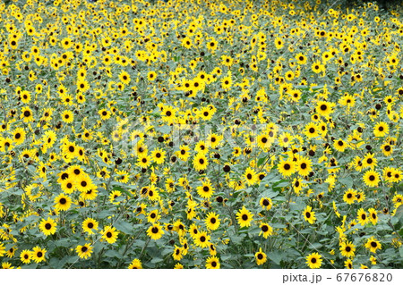 太陽の花の写真素材