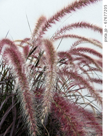 パープルファウンテングラス 67677205