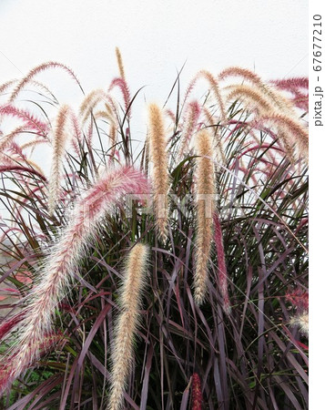 パープルファウンテングラス 67677210