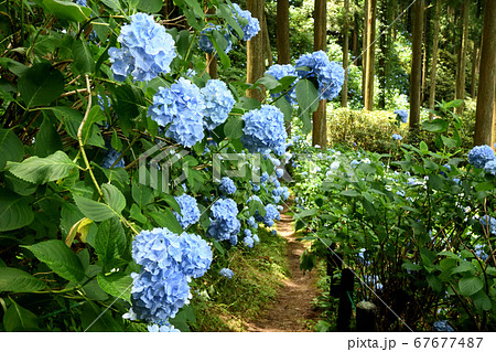 花園アジサイ園 花園アジサイ園 67677487