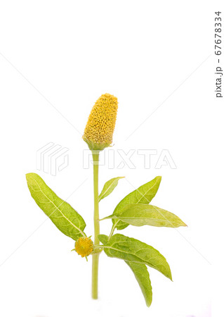 ジャンブー ジャンブー 67678334