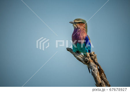 Lilac-breasted roller in profile on dead branch Lilac-breasted roller in profile on dead branch 67678927