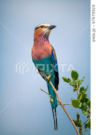 Lilac-breasted roller perches on bush looking up 67678928