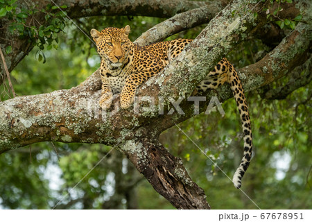 Leopard lies on lichen-covered branch in tree 67678951