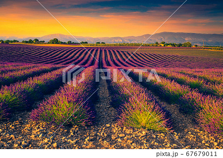 Admirable purple lavender plantation in Provence region, Valensole, France, Europe  67679011