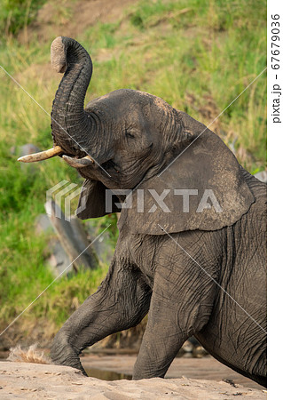 Close-up of elephant on sand lifting trunk 67679036