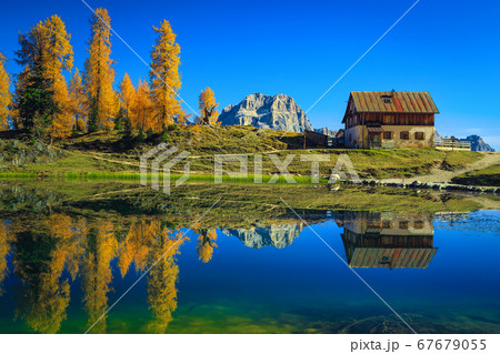 Yellow larches and house on the shore of lake Federa 67679055
