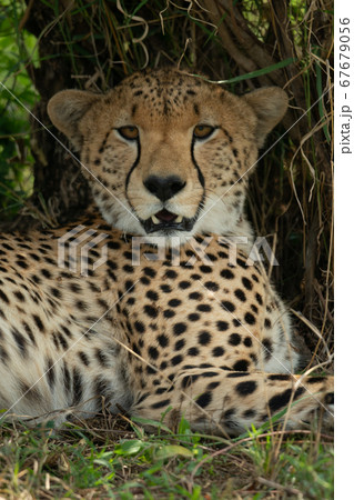 Close-up of cheetah lying staring at camera Close-up of cheetah lying staring at camera 67679056