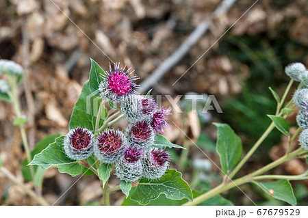 Arctium lappa commonly called greater burdock 67679529