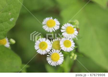 花 植物 野生の花の写真素材