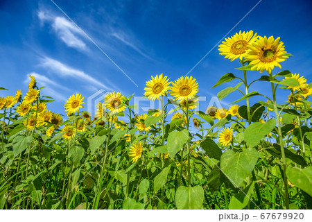 兵庫県 ひまわりの丘公園 小野市 夏イメージの写真素材 兵庫県 ひまわりの丘公園 小野市 夏イメージの写真素材