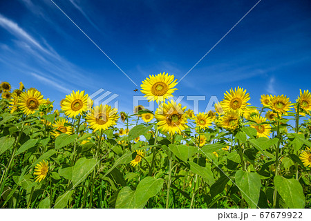 兵庫県・ひまわりの丘公園　小野市　夏イメージ 67679922