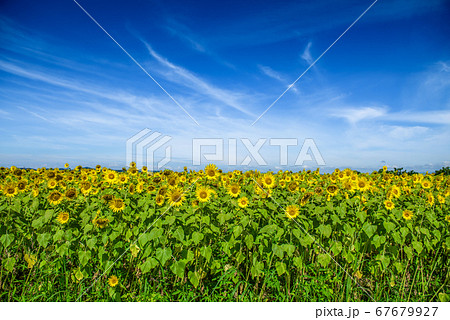 兵庫県・ひまわりの丘公園　小野市　夏イメージ 67679927