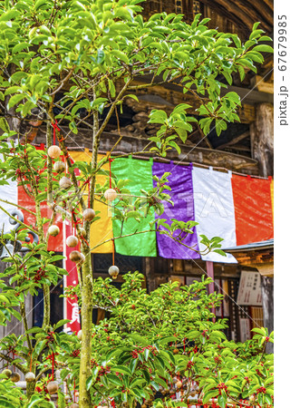 奈良 岡寺の龍玉願珠 奈良 岡寺の龍玉願珠 67679985