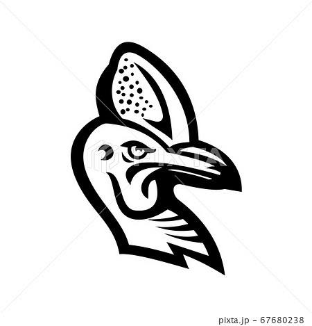Head of a Cassowary Mascot Black and White 67680238