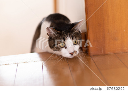 見つめる猫 キジトラ猫 見つめる猫 キジトラ猫 67680292