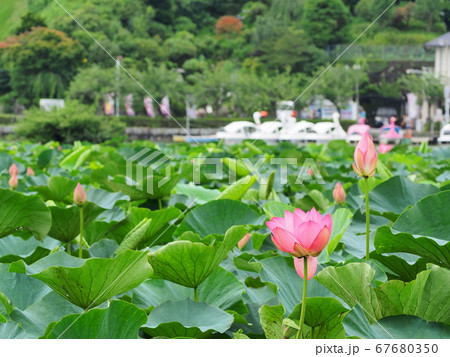 静岡県　蓮の花咲く蓮華寺池公園　7月 67680350